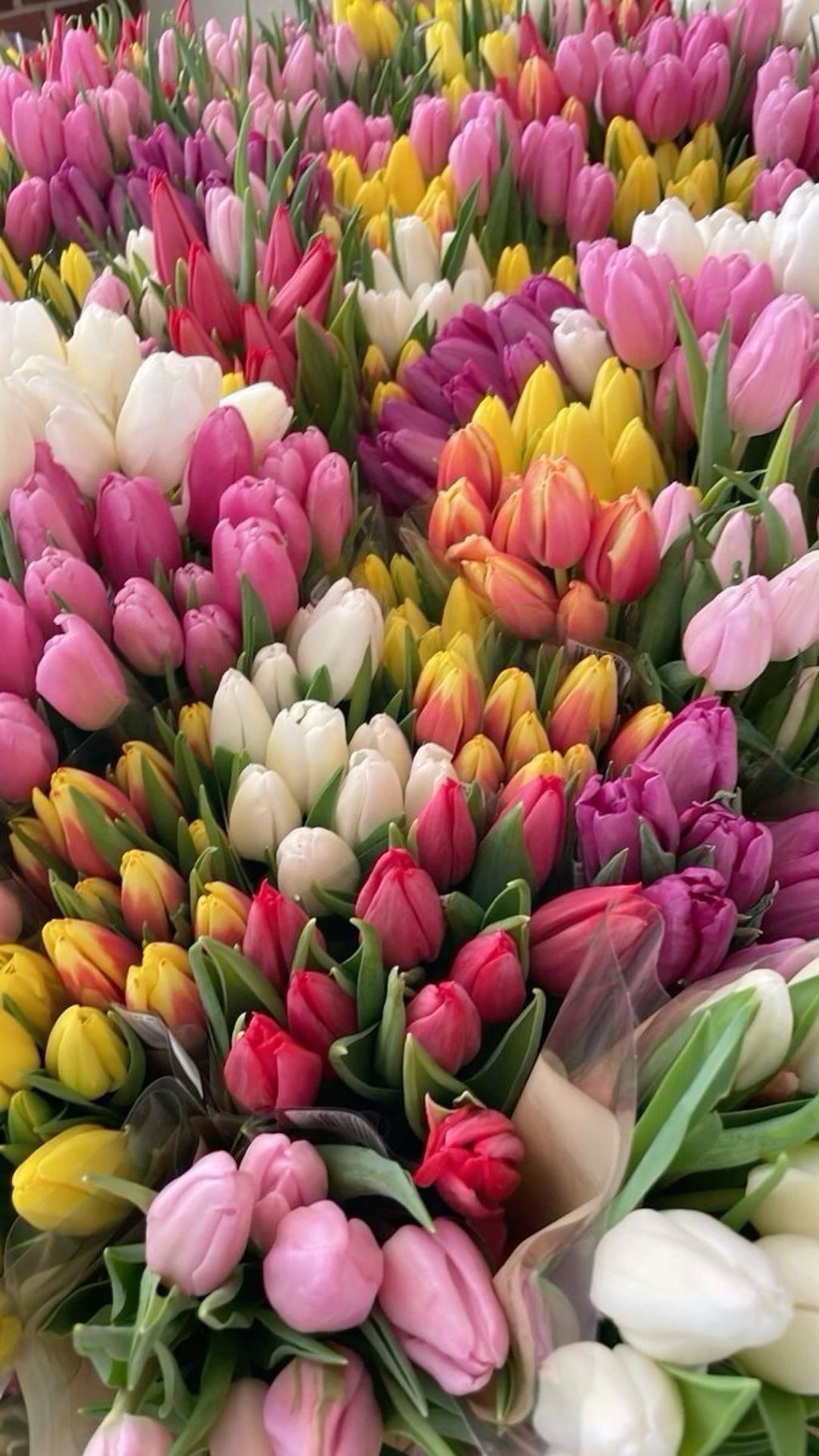 Tylko i aż&nbsp;tulipany